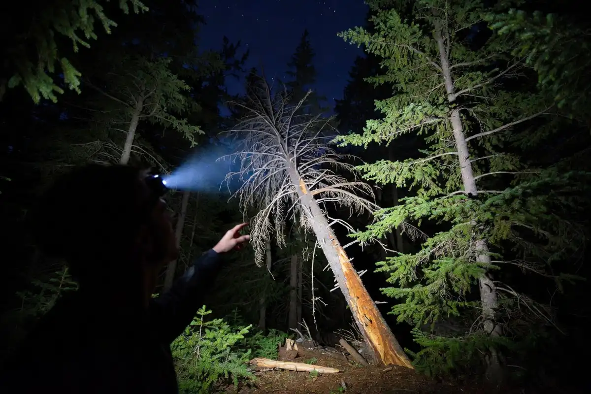 headlamp beam checking dead branches above tent area