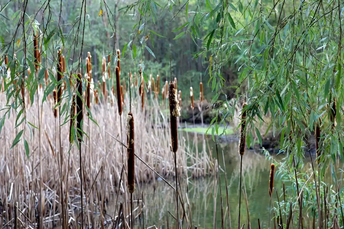 Find Water in the Wild