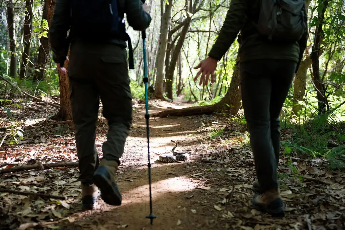 campers stepping back from snake on trail
