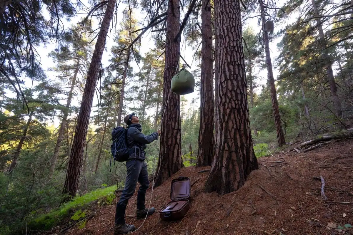 camper hanging food bag on tree branch near a forest campsite