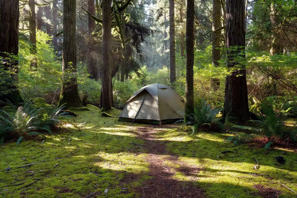 Olive green tent blending into a dense pine Forest campsite
