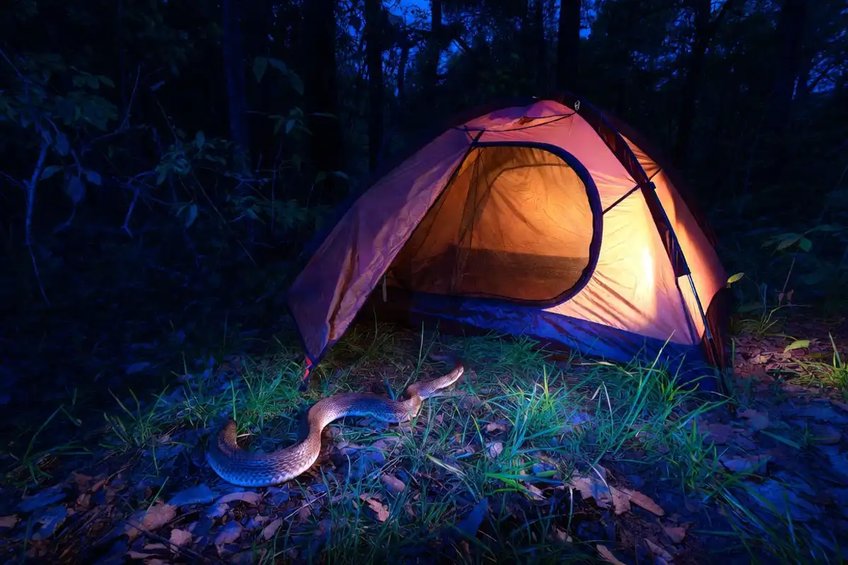 brown snake moving across forest ground toward a lit tent at night