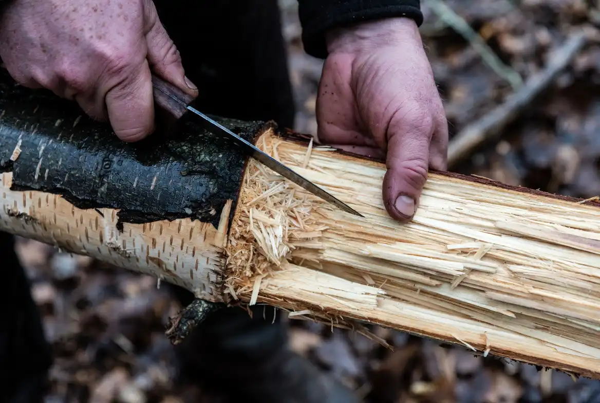 Camper splitting standing dead branch to expose dry inner wood