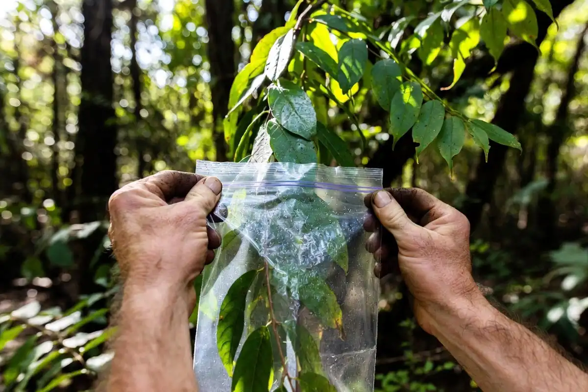 clear plastic bag tied over a leafy branch collecting moisture from transpiration