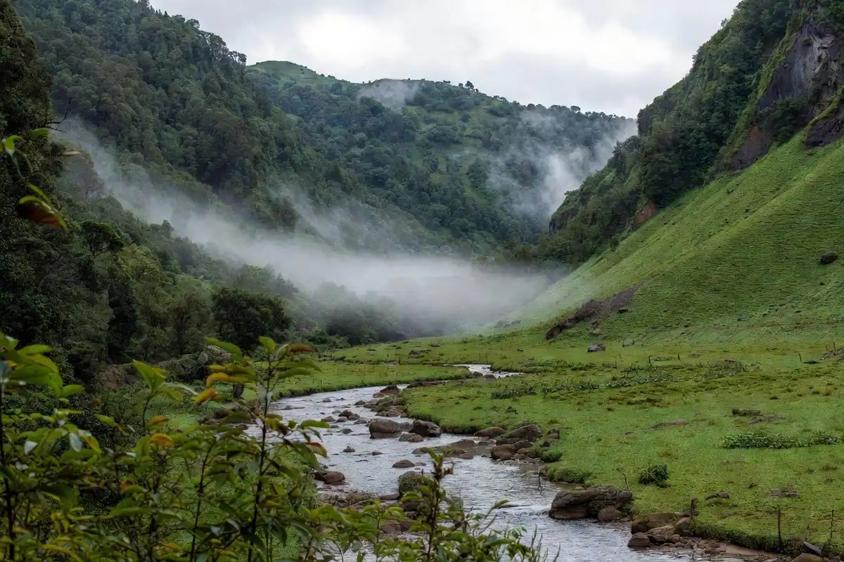 natural stream running through a green forested valley floor