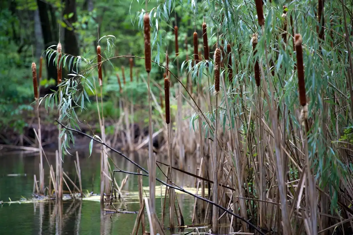 cattails and willow plants growing along a muddy natural water bank