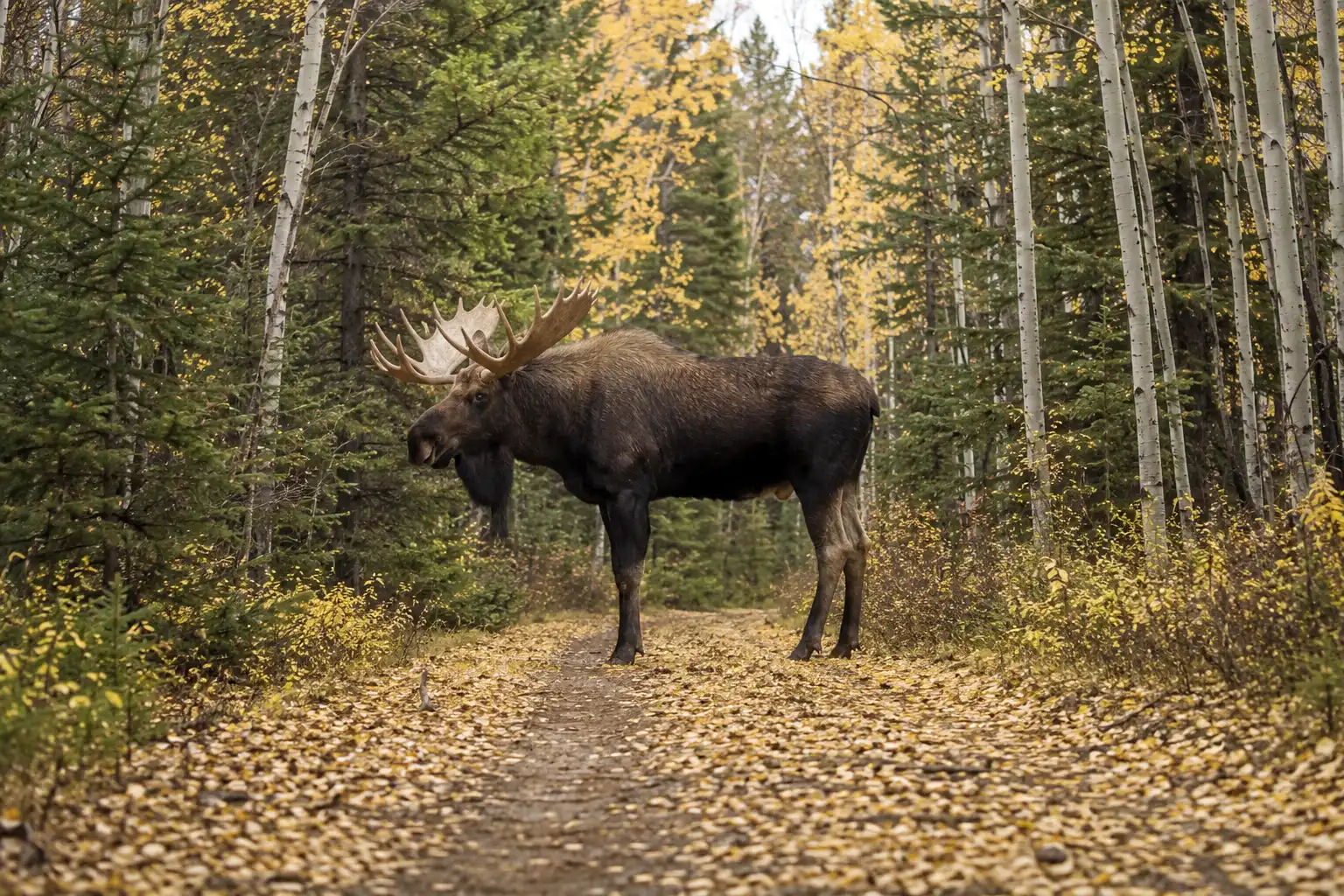 Full grown bull moose standing across a narrow mountain trail, showing the height and bulk that make giving one a wide berth necessary