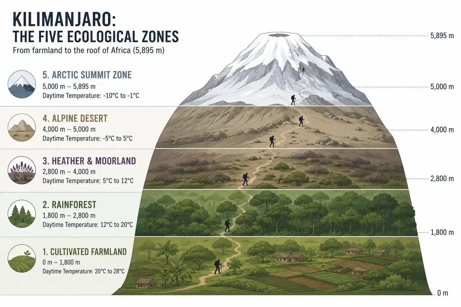 Diagram of Kilimanjaro showing rainforest, moorland, alpine desert and arctic zones with elevations and temperature ranges