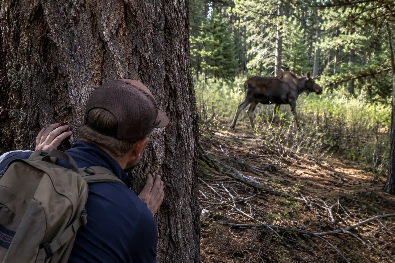 Hiker holding position behind a wide tree trunk while a moose stands a short distance away on the trail, showing how solid cover breaks a charge