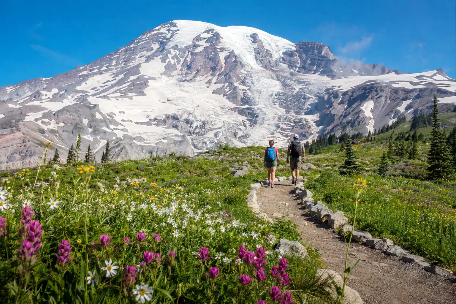 Two hikers walking a stone lined section of the Skyline Trail through wildflower meadows below Mount Rainier at Paradise