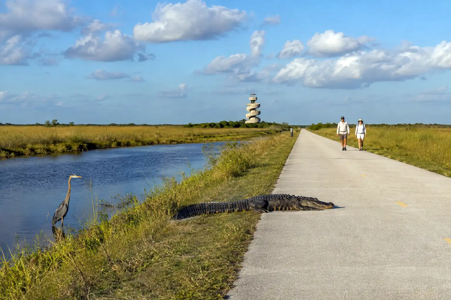 Paved Shark Valley tram road in Everglades National Park with the observation tower ahead and an alligator resting beside the path
