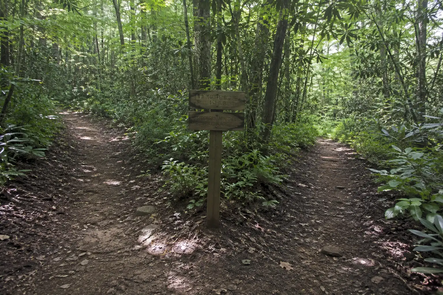 A hiking trail dividing into two similar looking paths in thick forest, showing the kind of junction where hikers commonly take the wrong route
