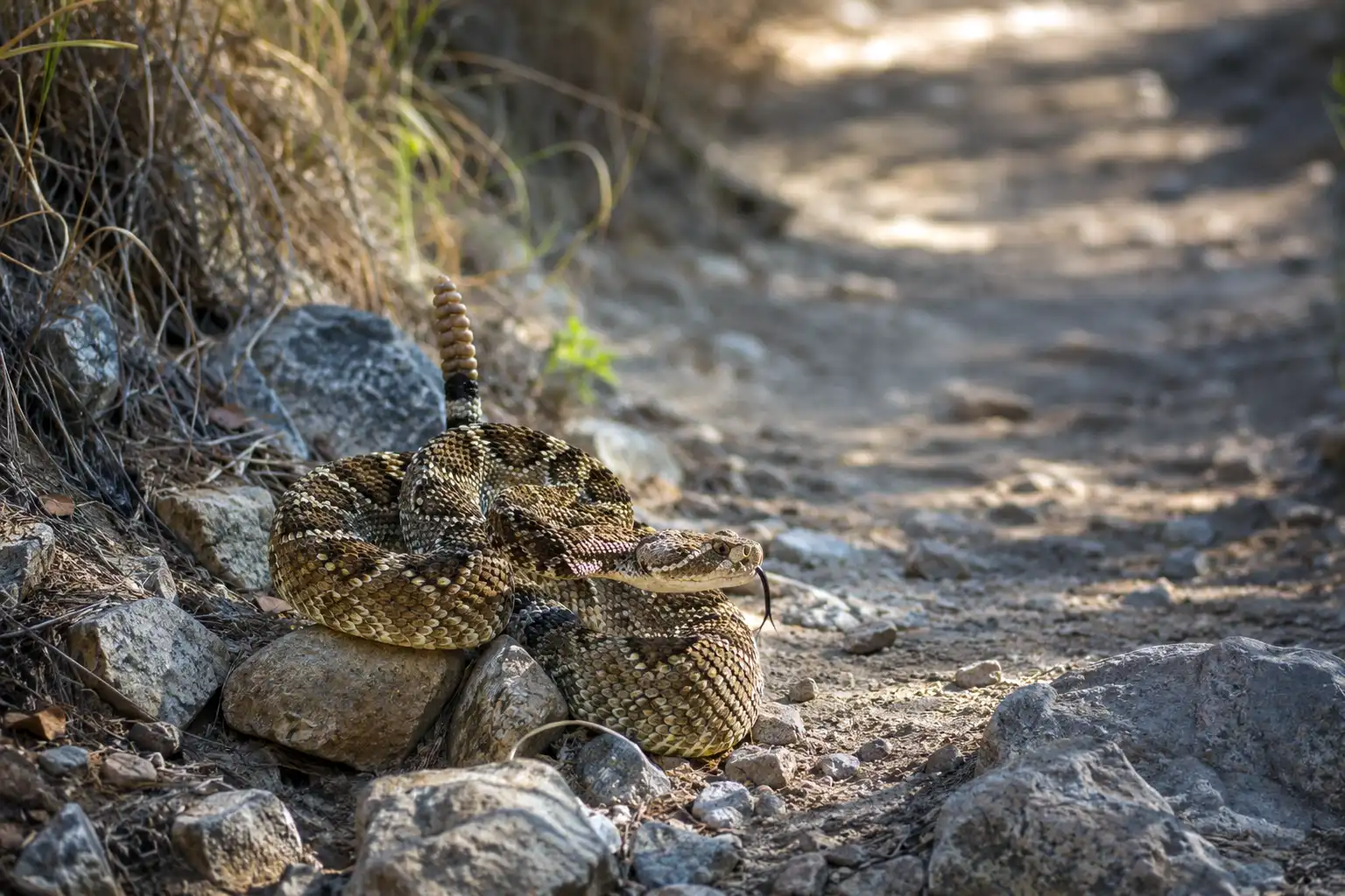 Coiled western diamondback rattlesnake resting on rocks at the edge of a desert hiking trail with its rattle raised