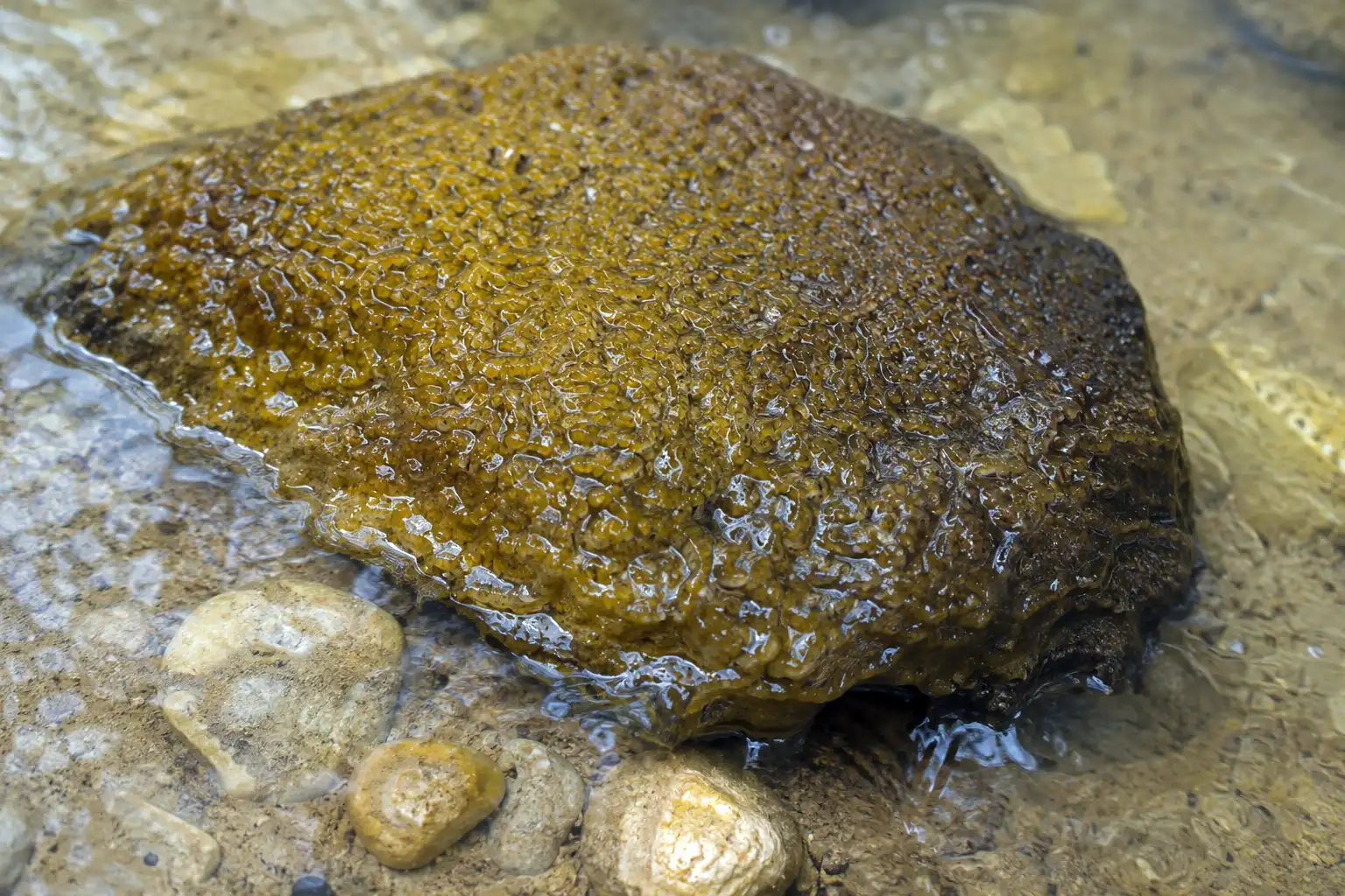 Close view of yellow brown cyanobacteria mat with a vein-like slimy texture growing on a submerged rock at the edge of a river